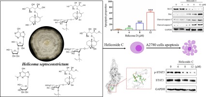 Novel drimane-type sesquiterpenoids and nucleosides from the Helicoma septoconstrictum suppress the growth of ovarian cancer cells
