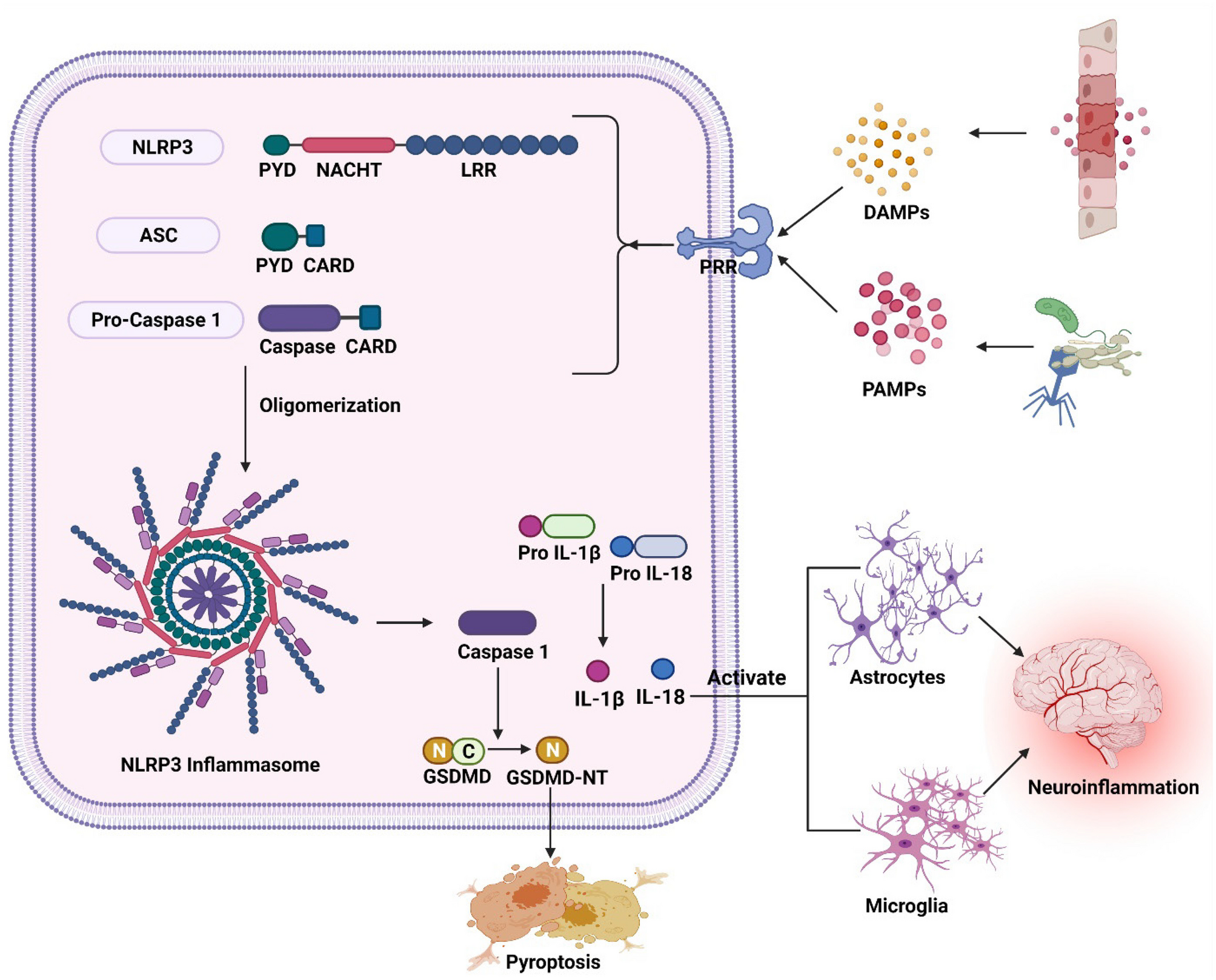 New Insights on NLRP3 Inflammasome: Mechanisms of Activation, Inhibition, and Epigenetic Regulation