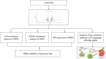 The proteome of Penicillium expansum during infection of postharvest apple is revealed using Label-Free and Parallel Reaction Monitoring(PRM)Techniques