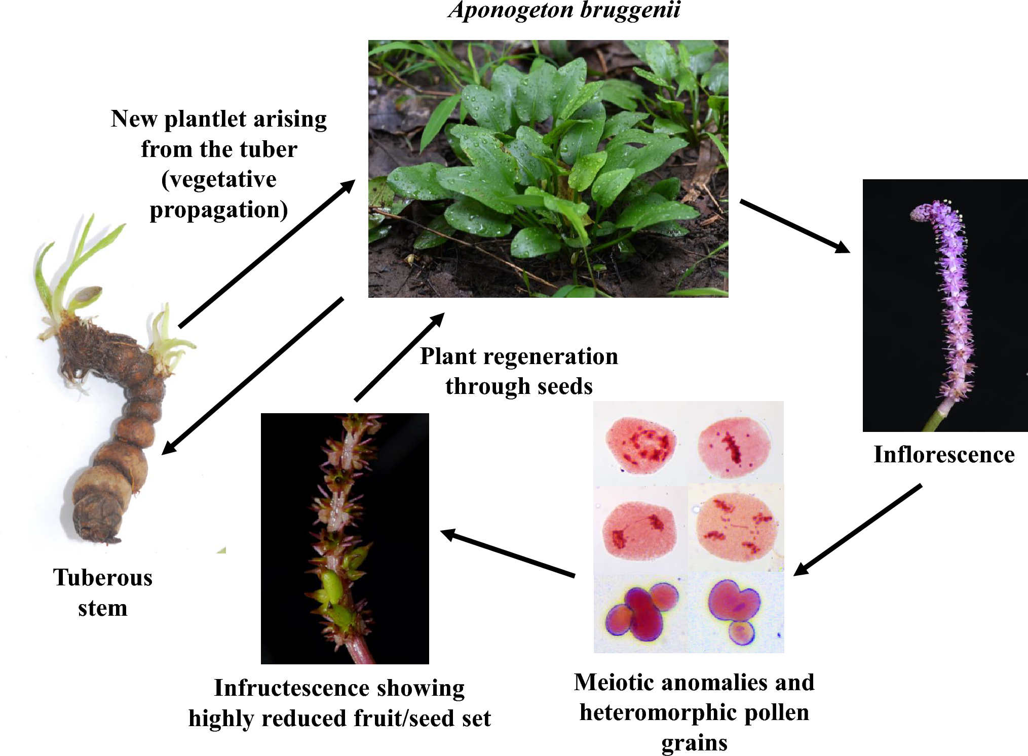 Asexual propagation could be an escape to sustain the constraints of inefficient gametic system in the evolving endemic species: evidence from meiotic anomalies encountered in Aponogeton bruggenii (Aponogetonaceae)
