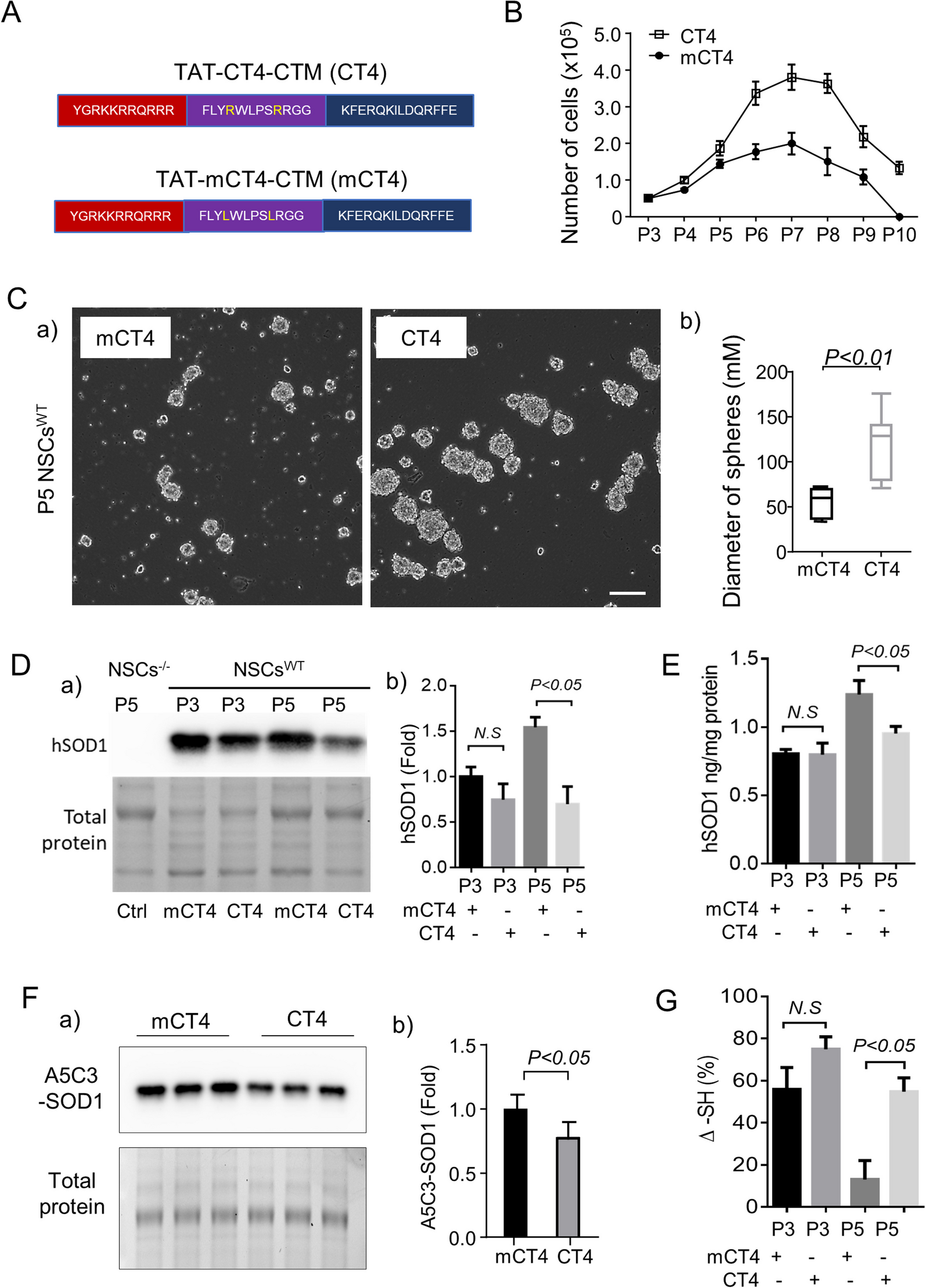 Oxidized SOD1 accelerates cellular senescence in neural stem cells