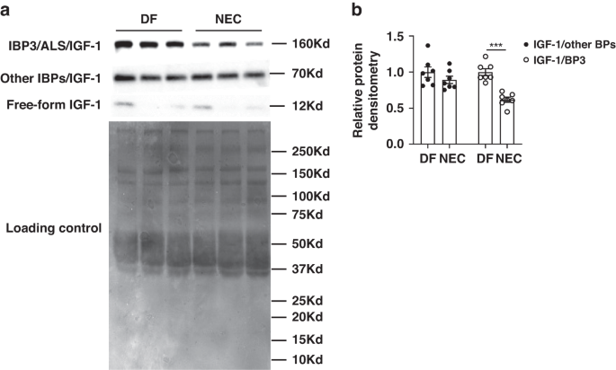 Recombinant IGF-1/BP3 protects against intestinal injury in a neonatal mouse NEC model