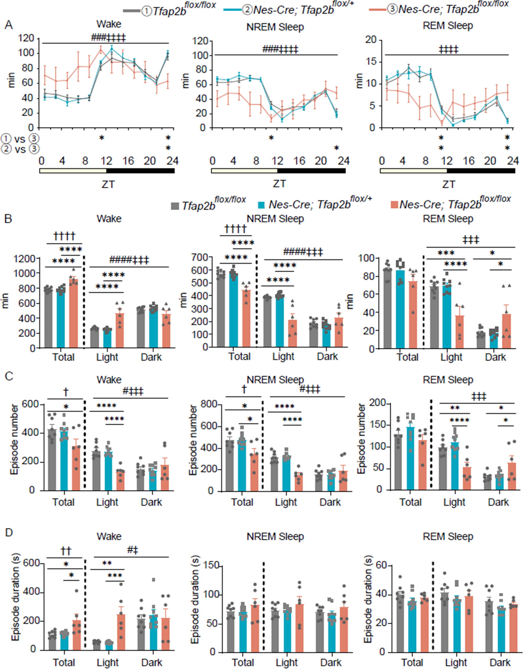 Crucial role of TFAP2B in the nervous system for regulating NREM sleep