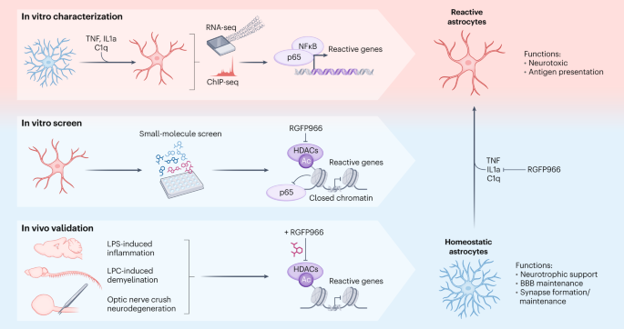 The silence of the reactive astrocytes