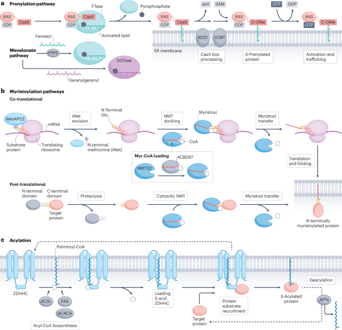 Protein lipidation in cancer: mechanisms, dysregulation and emerging drug targets