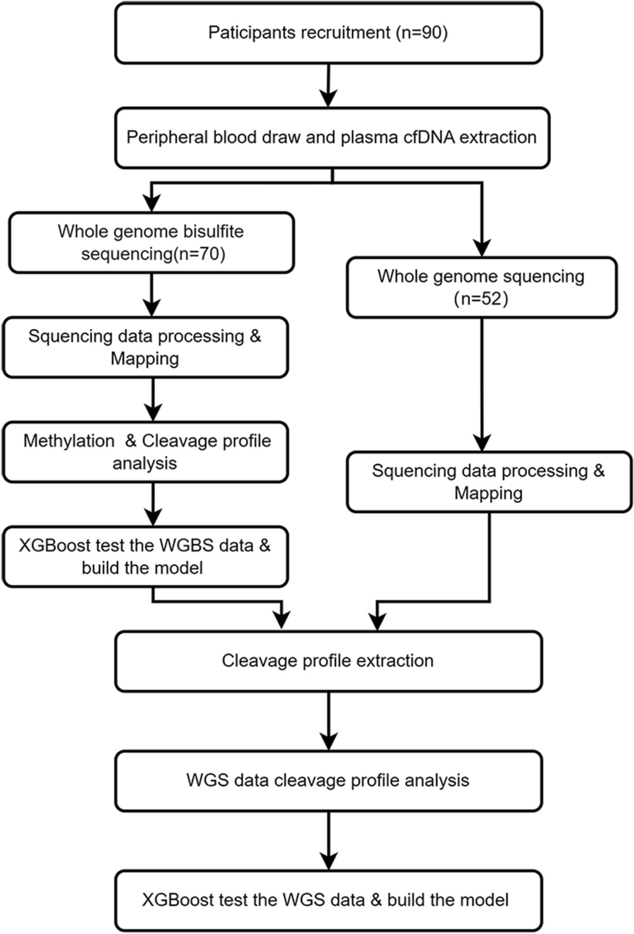 Prediction of methylation status using WGS data of plasma cfDNA for multi-cancer early detection (MCED)