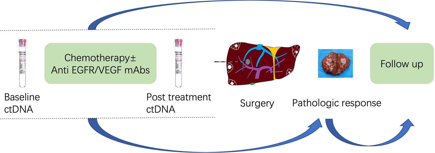 Pre-hepatectomy dynamic circulating tumor DNA to predict pathologic response to preoperative chemotherapy and post-hepatectomy recurrence in patients with colorectal liver metastases