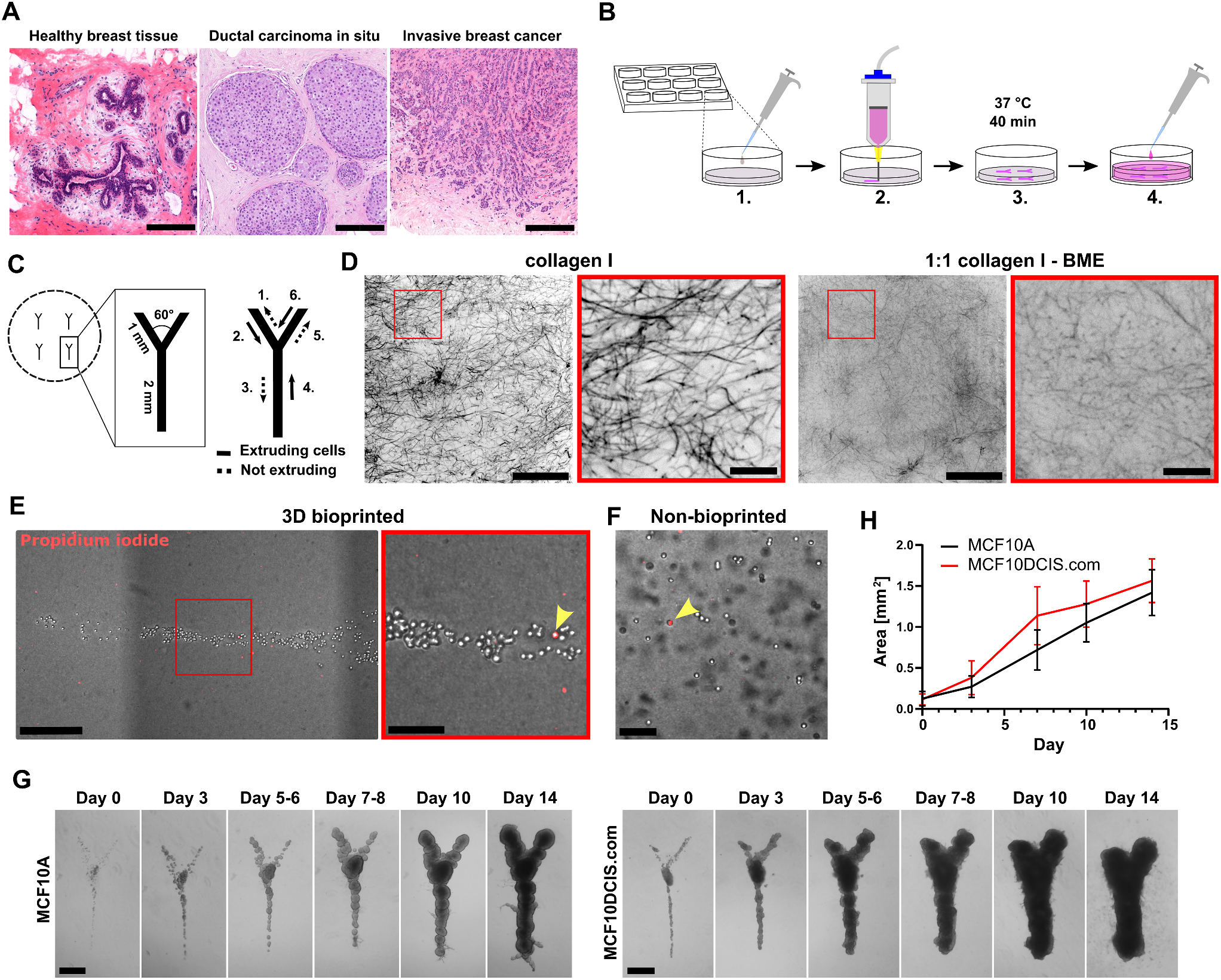 Spatial Engineering of Mammary Epithelial Cell Cultures with 3D Bioprinting Reveals Growth Control by Branch Point Proximity