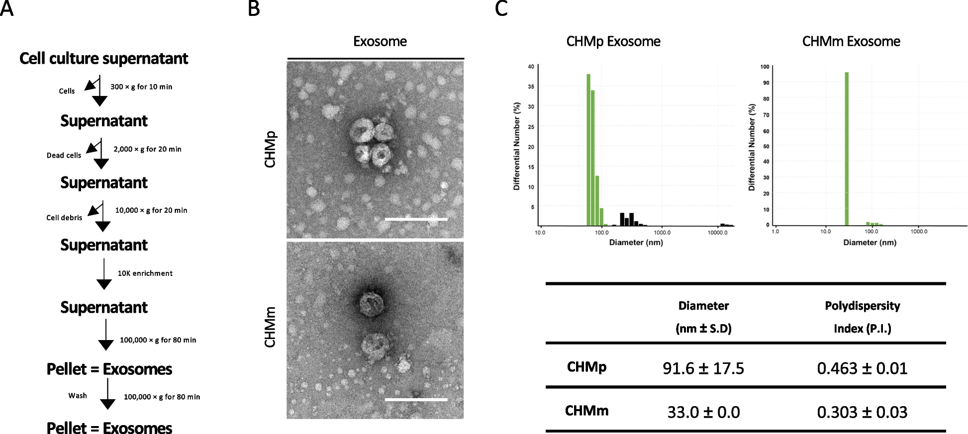 Exosome proteomes reveal glycolysis-related enzyme enrichment in primary canine mammary gland tumor compared to metastases