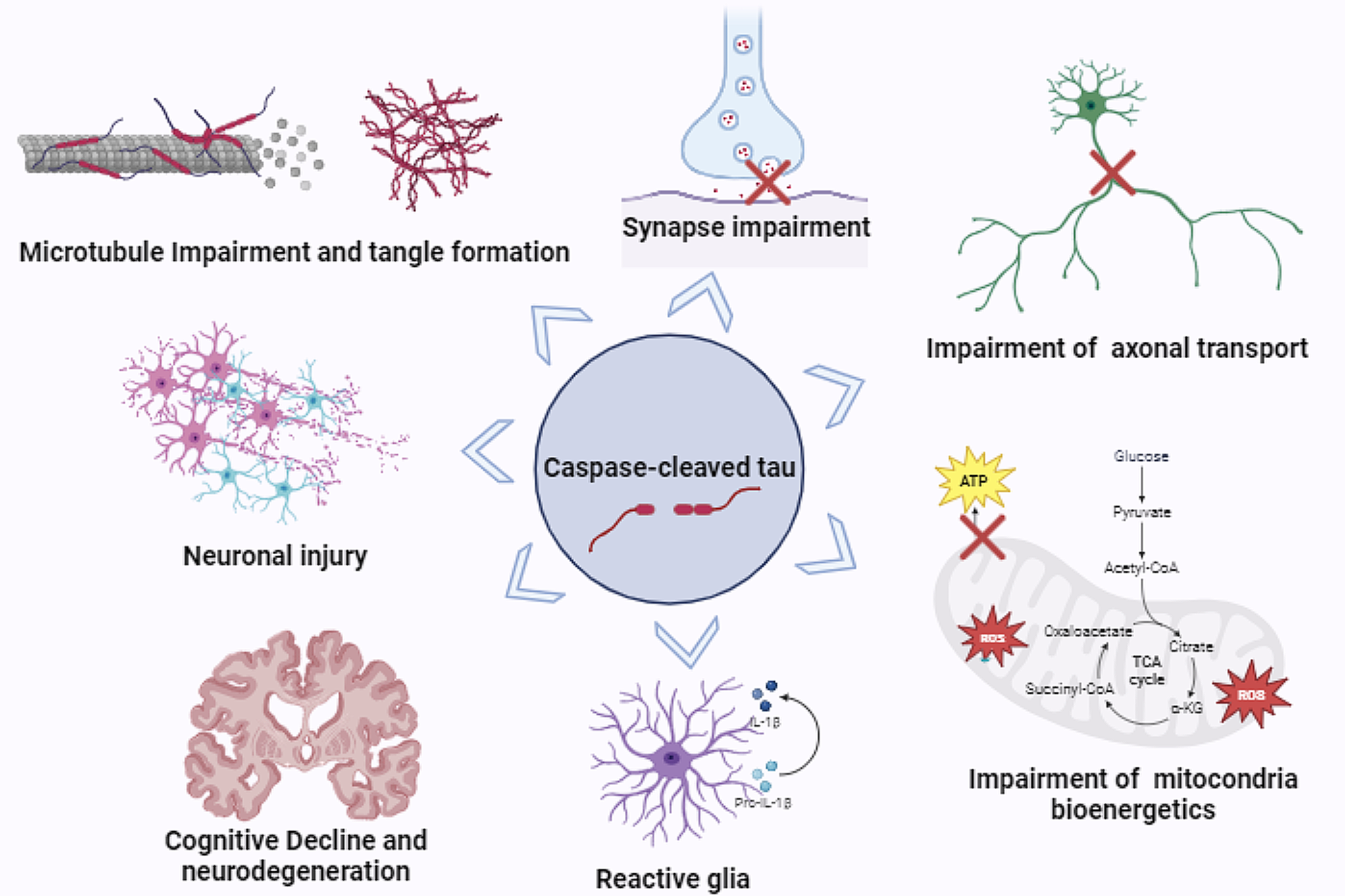 Exploring the significance of caspase-cleaved tau in tauopathies and as a complementary pathology to phospho-tau in Alzheimer’s disease: implications for biomarker development and therapeutic targeting