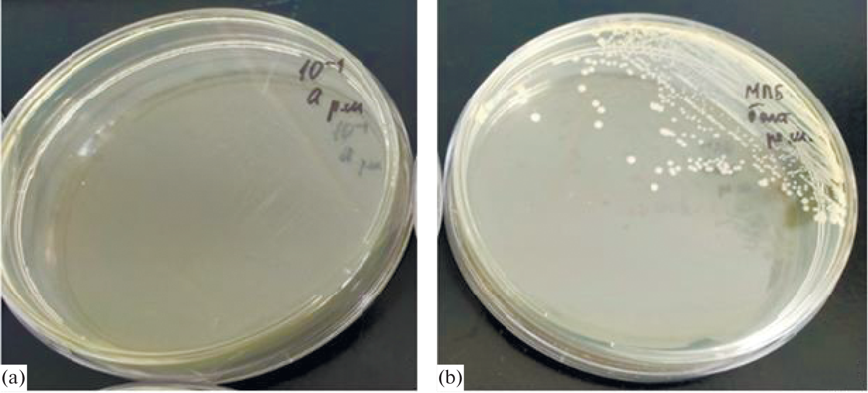 Effect of Natural Polysaccharides on the Population Density of Klebsiella pneumoniae Isolates In Vitro
