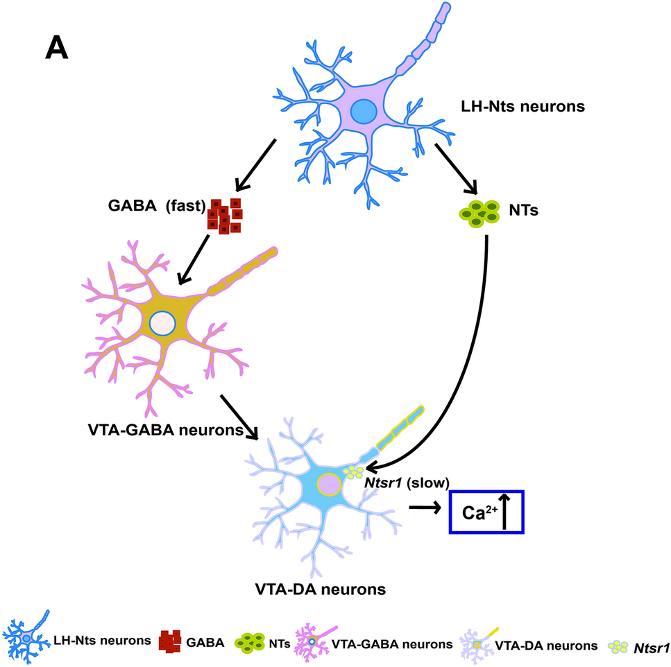 LH-Nts Neurons Regulate VTA Calcium Dynamics Via Releasing GABA and Nts