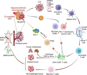 Enhancing photodynamic immunotherapy by reprograming the immunosuppressive tumor microenvironment with hypoxia relief