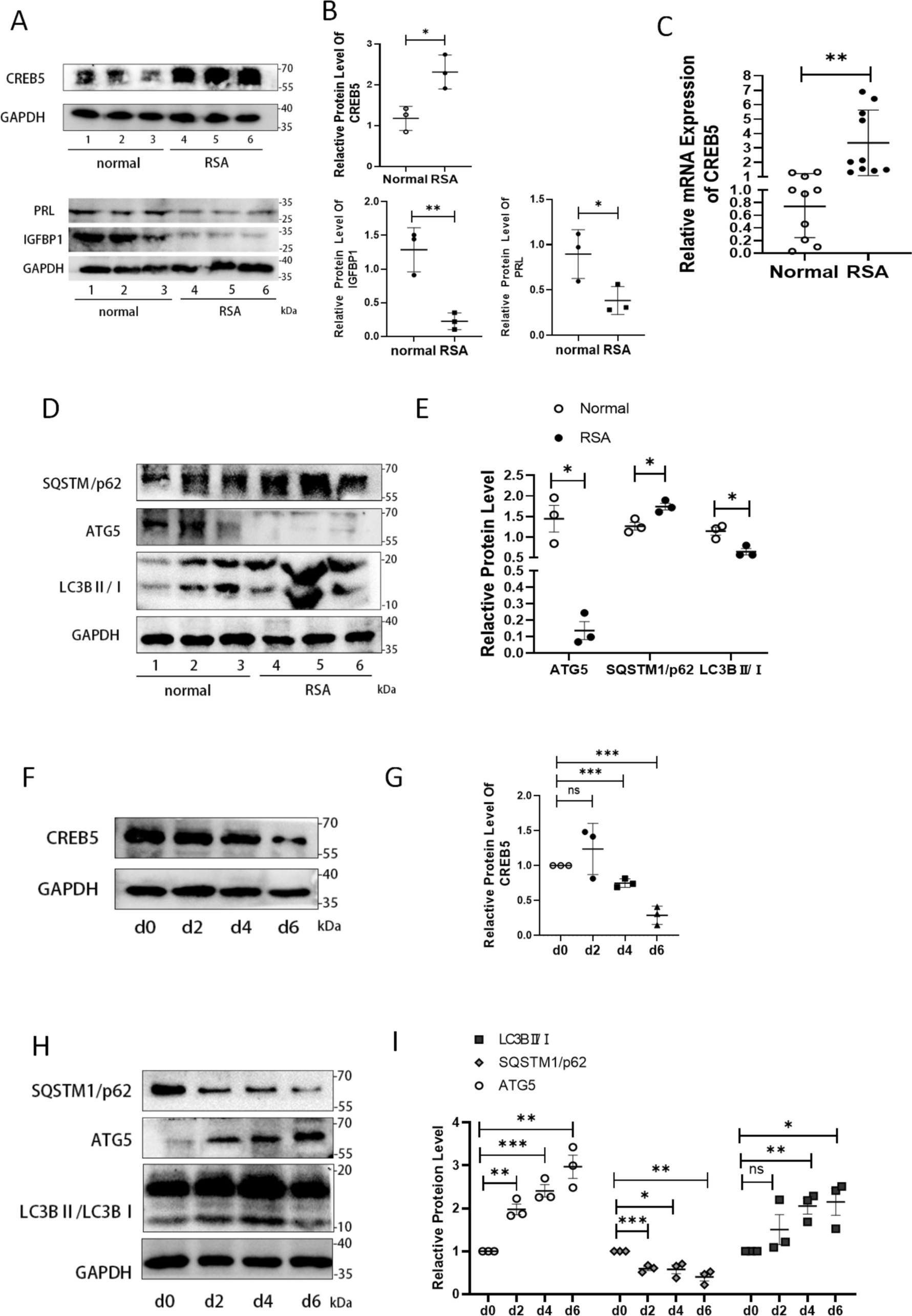Dysregulation of CREB5 Impairs Decidualization and Maternal–Fetal Interactions by Inhibiting Autophagy in Recurrent Spontaneous Abortion