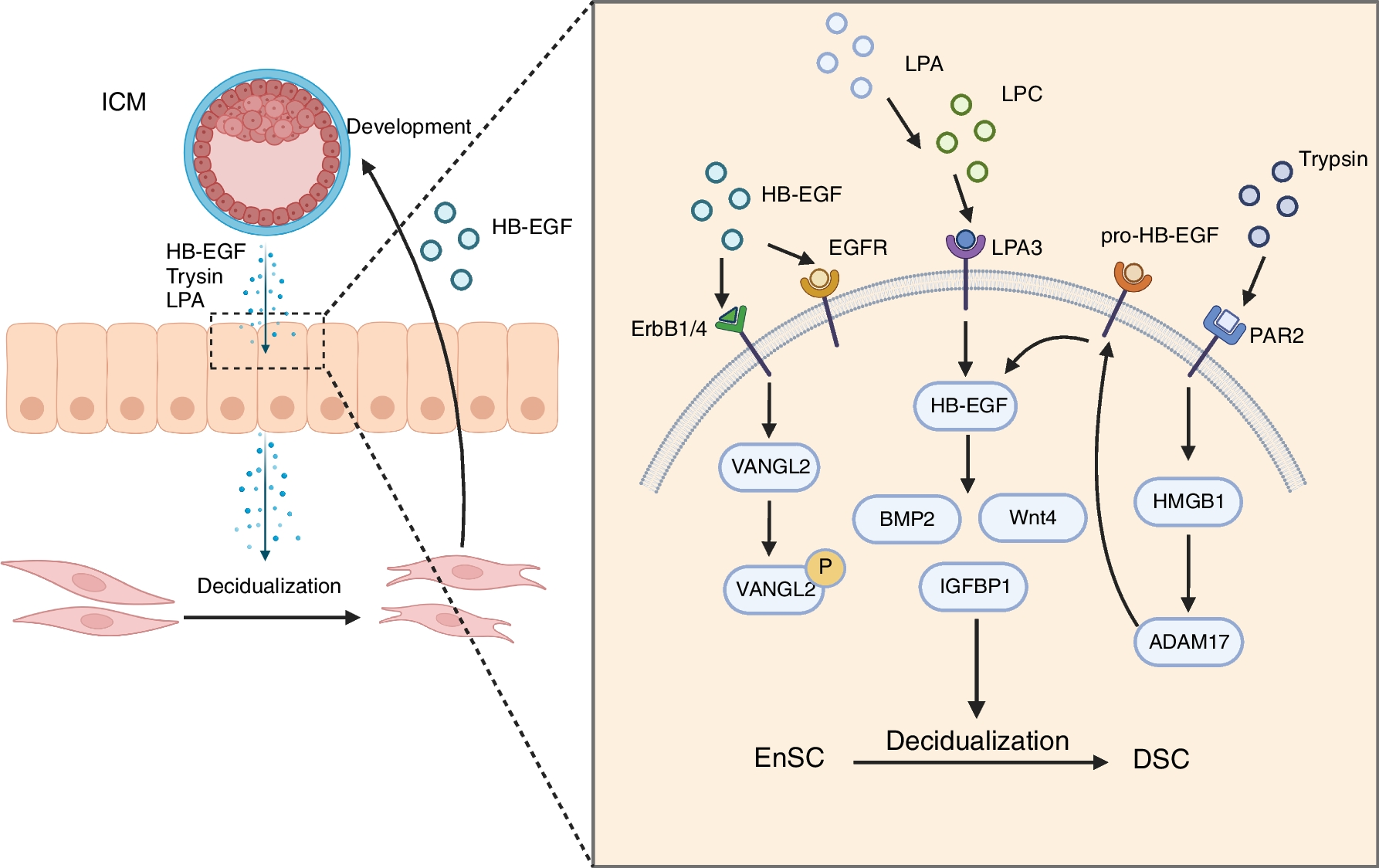 The Multiple Functions of HB-EGF in Female Reproduction and Related Cancer: Molecular Mechanisms and Targeting Strategies