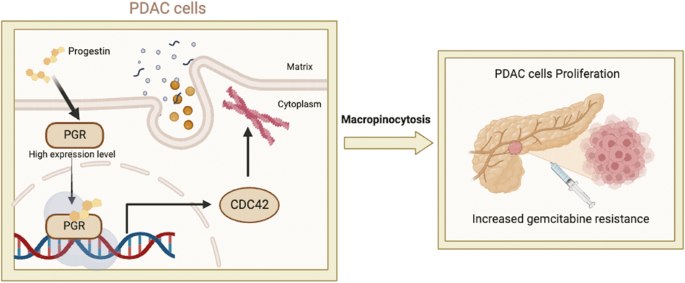 Progesterone receptor potentiates macropinocytosis through CDC42 in pancreatic ductal adenocarcinoma