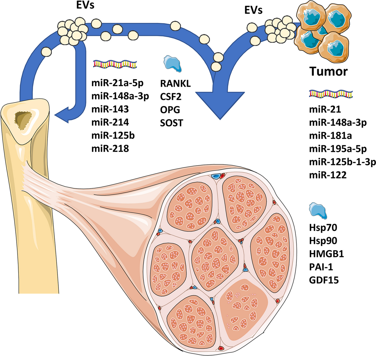 Extracellular Vesicles and Exosomes in the Control of the Musculoskeletal Health
