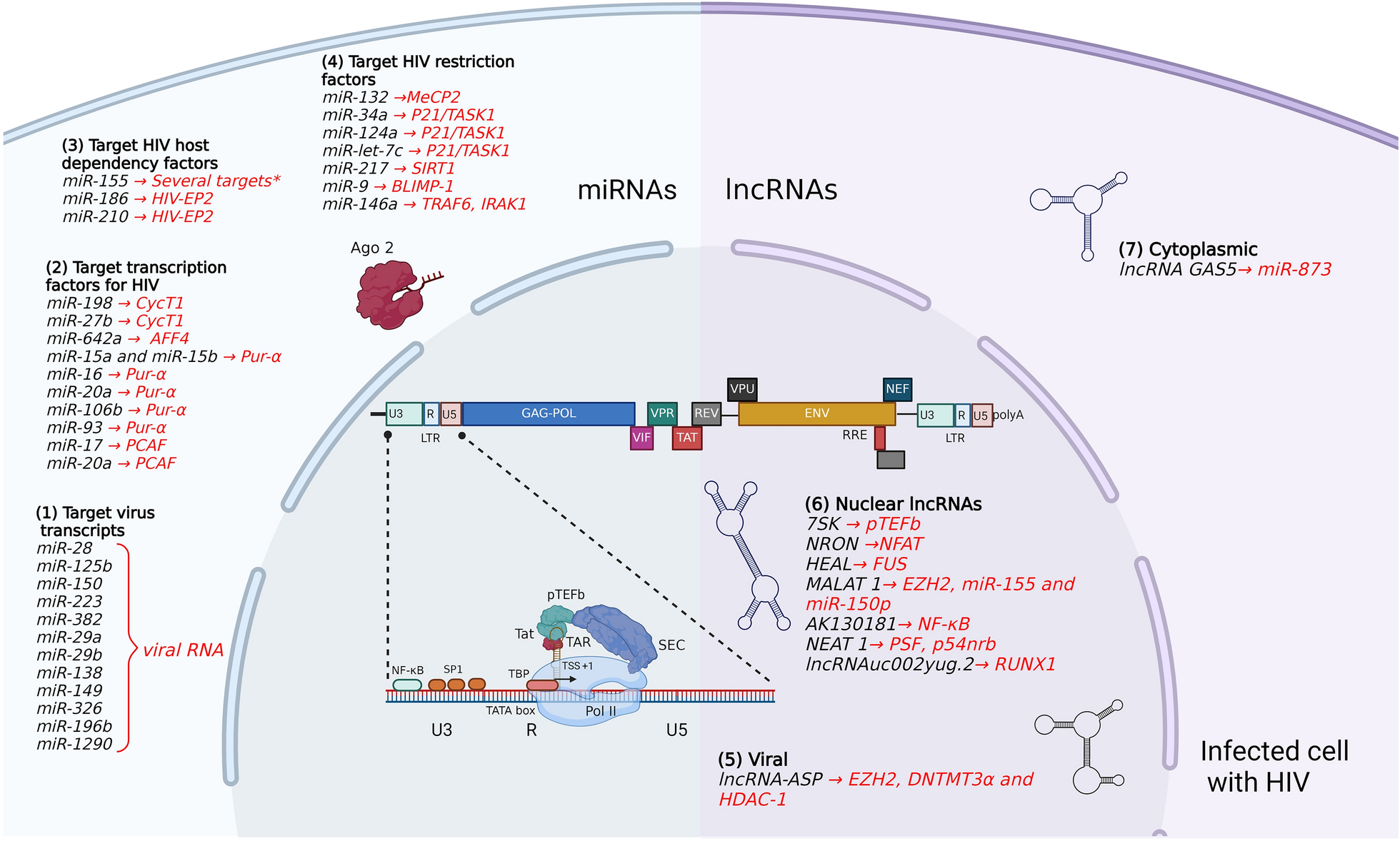MicroRNAs and long non-coding RNAs during transcriptional regulation and latency of HIV and HTLV