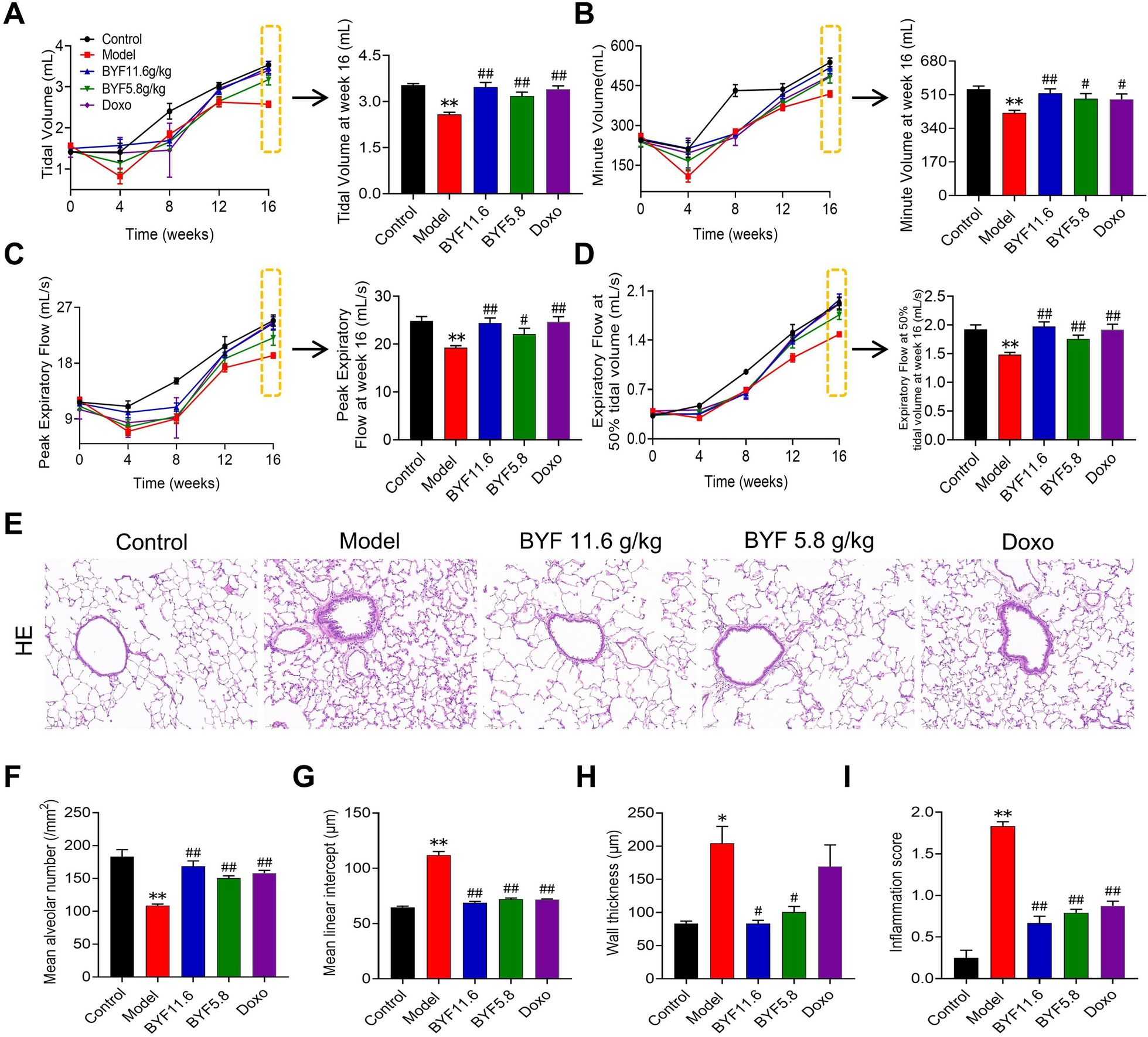 Bufei Yishen formula protects the airway epithelial barrier and ameliorates COPD by enhancing autophagy through the Sirt1/AMPK/Foxo3 signaling pathway