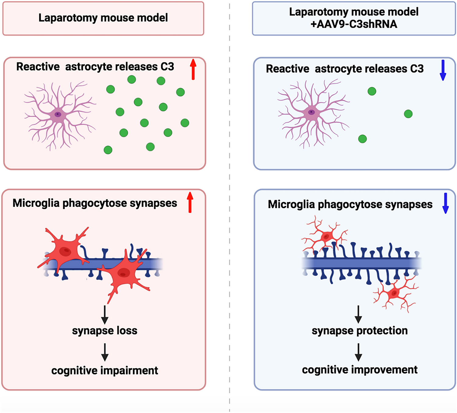 Complement C3 From Astrocytes Plays Significant Roles in Sustained Activation of Microglia and Cognitive Dysfunctions Triggered by Systemic Inflammation After Laparotomy in Adult Male Mice