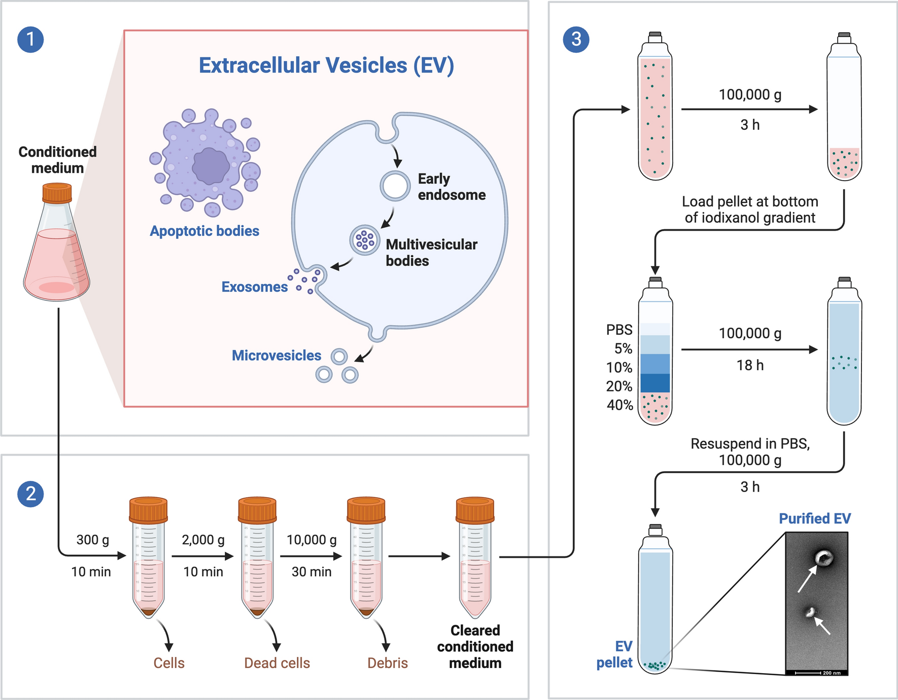Therapeutic potential of mesenchymal stem cell-derived exosomes for regenerative medicine applications