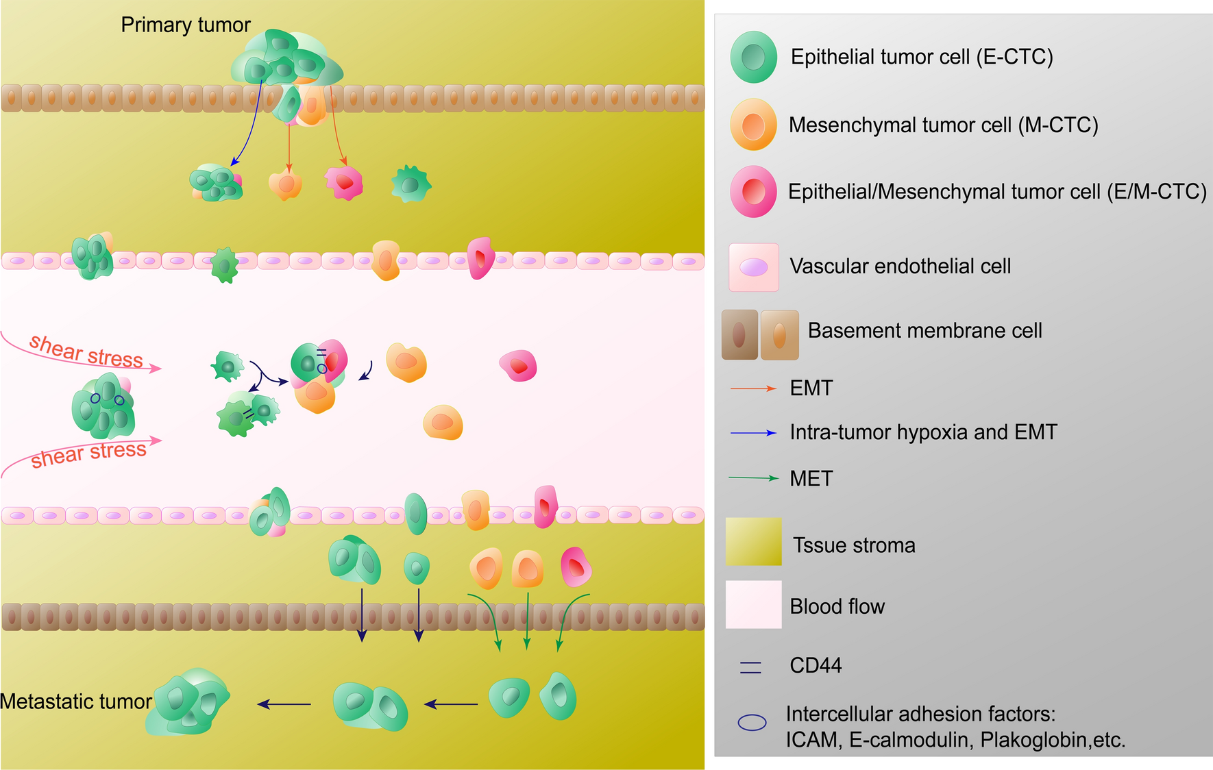 Research progress on the multi-omics and survival status of circulating tumor cells