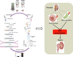 Integrative transcriptomic and proteomic profile revealed inhibition of oxidative phosphorylation and peroxisomes during renal interstitial fibrosis
