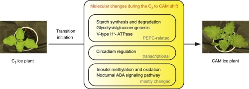 Multiomics unravels potential molecular switches in the C3 to CAM transition of Mesembryanthemum crystallinum