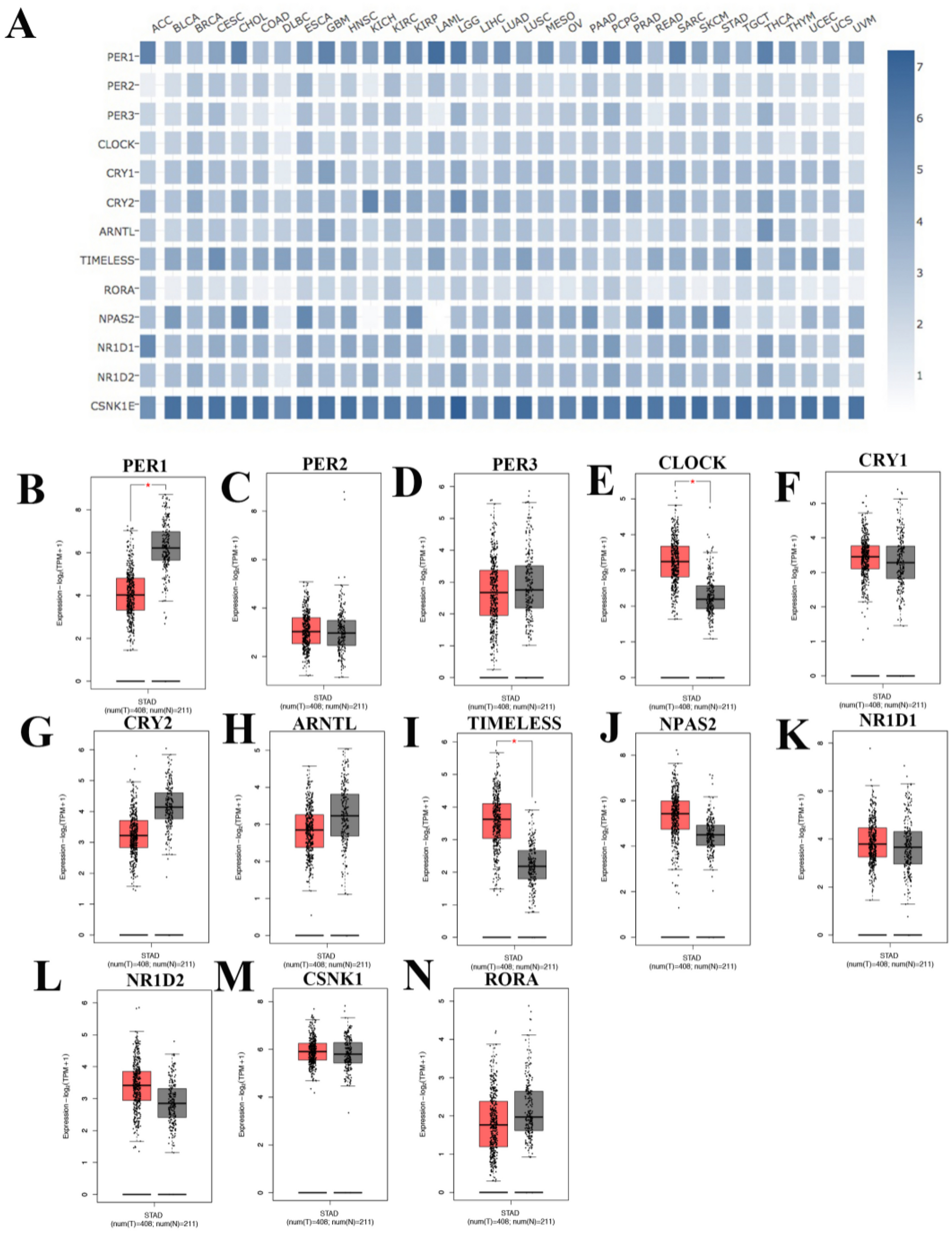 Biological Clock Genes are Crucial and Promising Biomarkers for the Therapeutic Targets and Prognostic Assessment in Gastric Cancer
