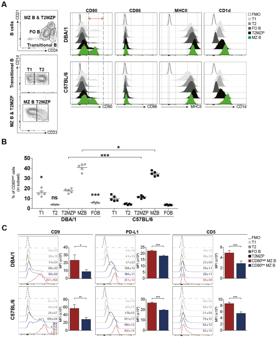 Two distinct subpopulations of marginal zone B cells exhibit differential antibody-producing capacities and radioresistance