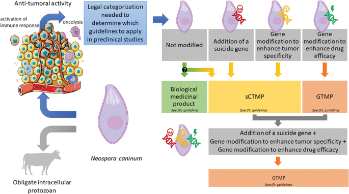 Are genetically modified protozoa eligible for ATMP status? Concerning the legal categorization of an oncolytic protozoan drug candidate