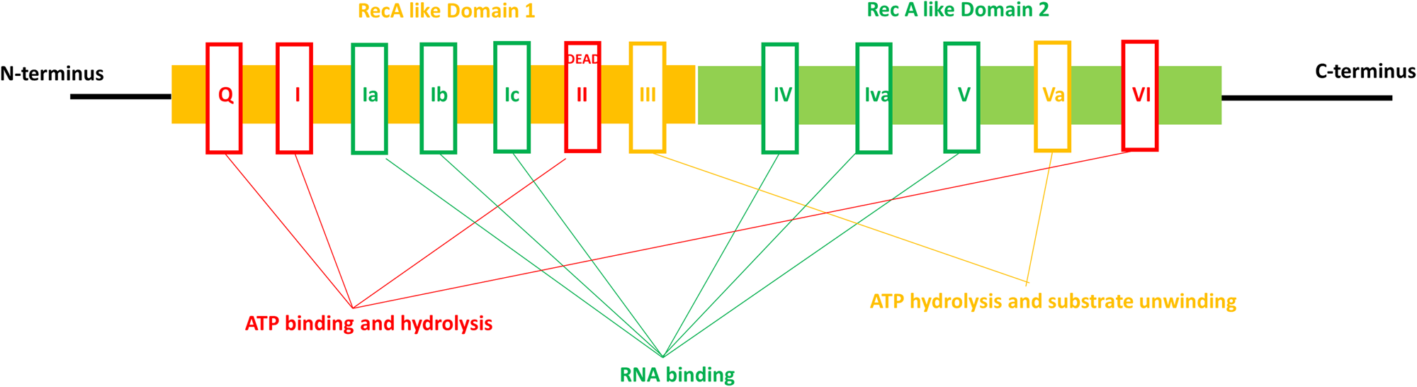 DEAD Box RNA Helicases: Biochemical Properties, Role in RNA Processing and Ribosome Biogenesis