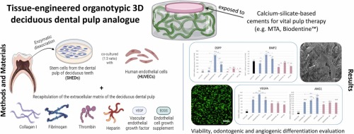 “Biological responses of two calcium-silicate-based cements on a tissue-engineered 3D organotypic deciduous pulp analogue”