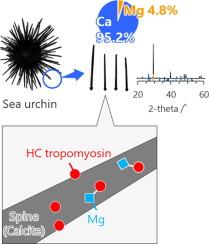 Magnesium-containing calcite synthesis by tropomyosin determined from sea urchin spines