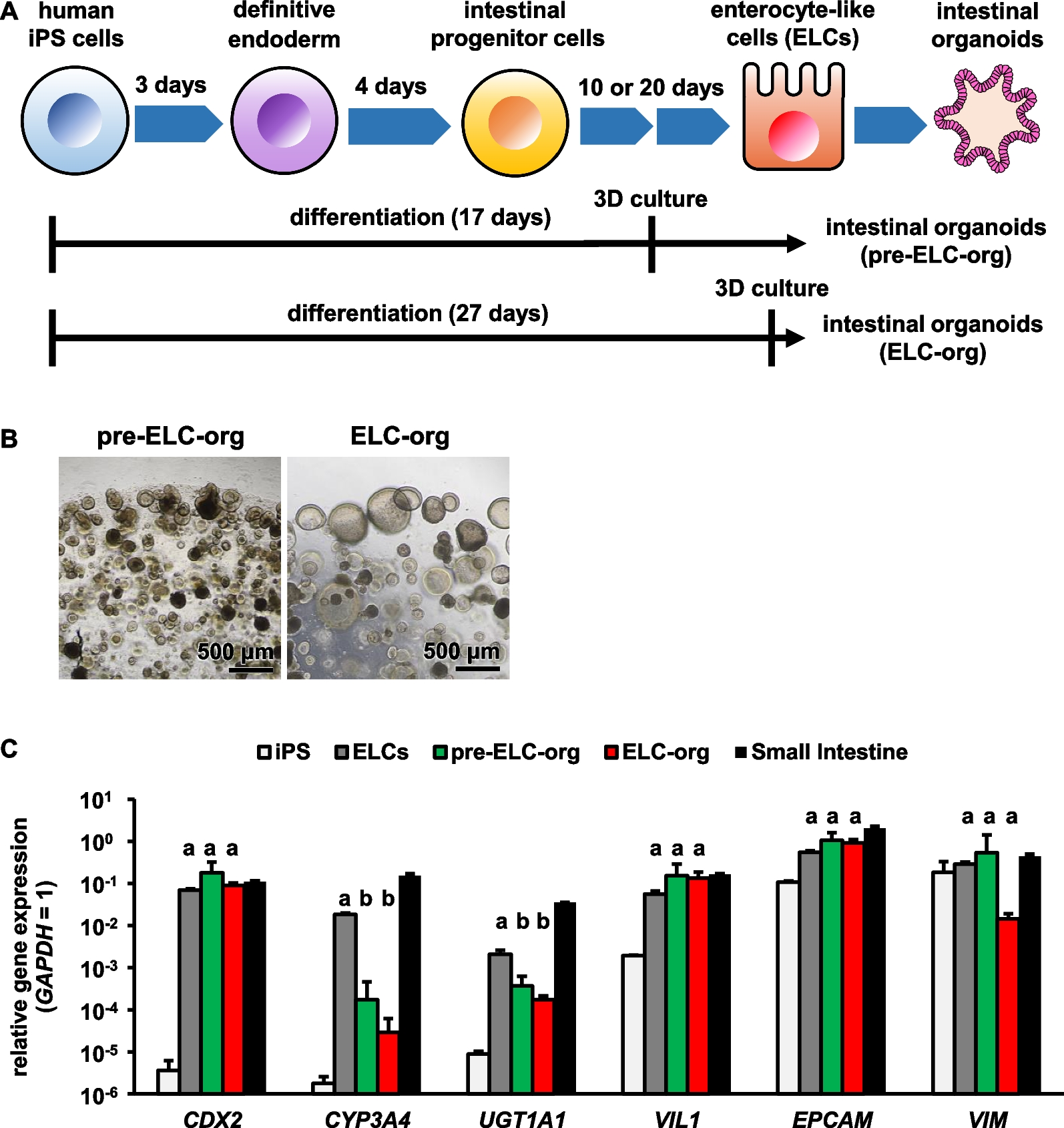 Functional intestinal monolayers from organoids derived from human iPS cells for drug discovery research