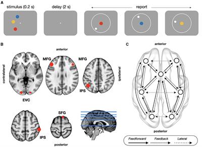 Effective connectivity of working memory performance: a DCM study of MEG data