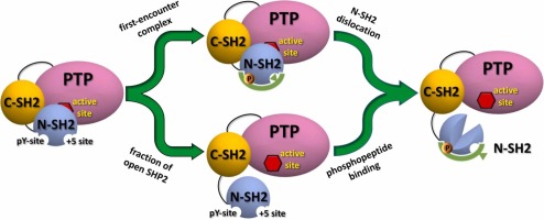 Phosphopeptide binding to the N-SH2 domain of tyrosine phosphatase SHP2 correlates with the unzipping of its central β-sheet