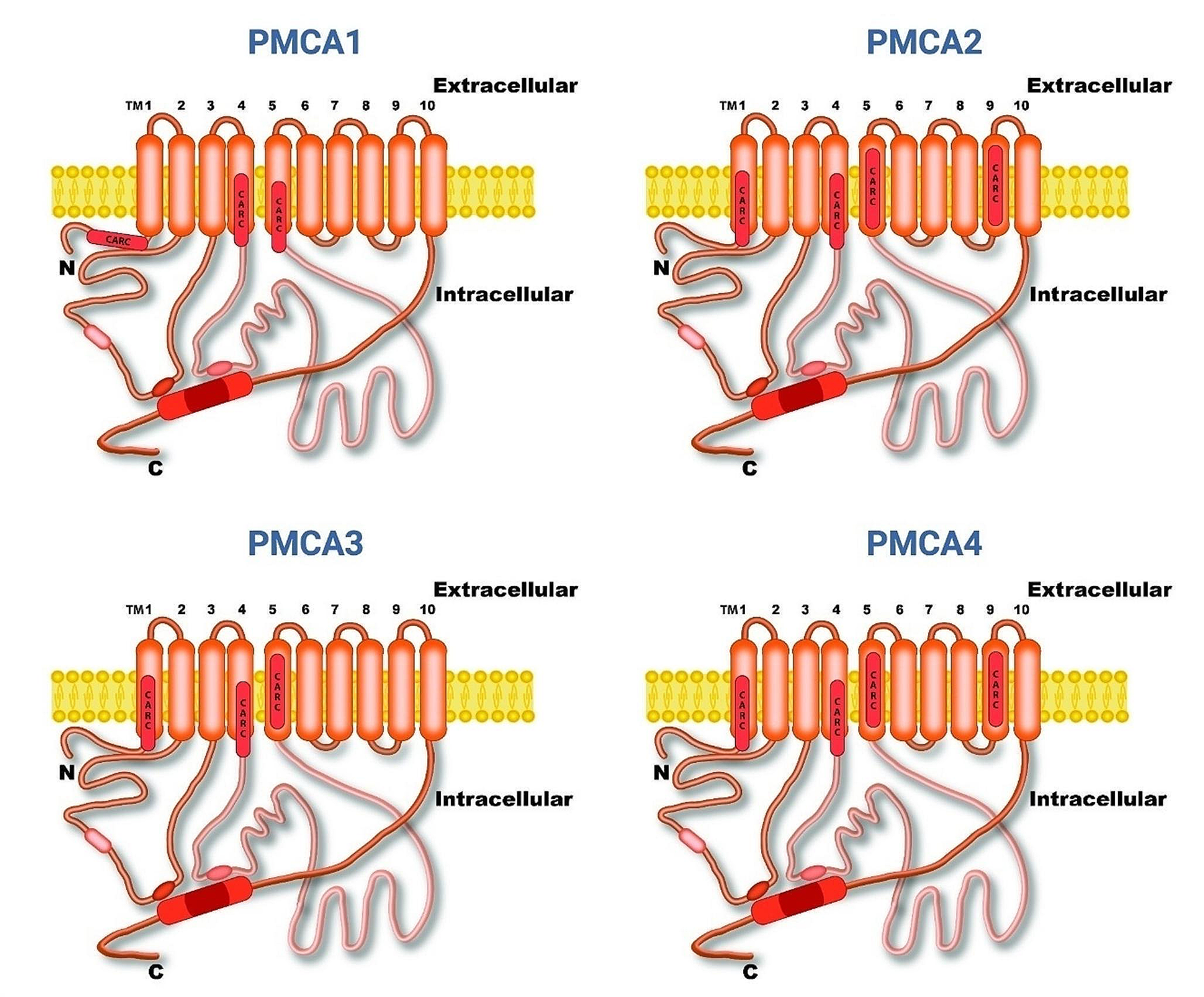 Analysis of cholesterol-recognition motifs of the plasma membrane Ca2+-ATPase