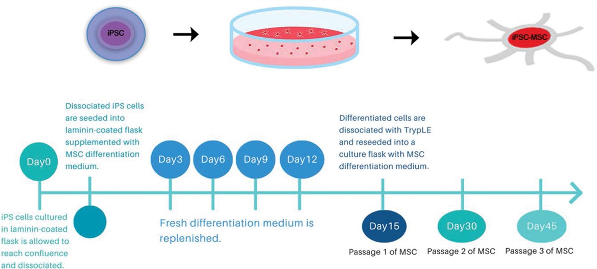 Efficient induction of pluripotent stem cells differentiated into mesenchymal stem cell lineages