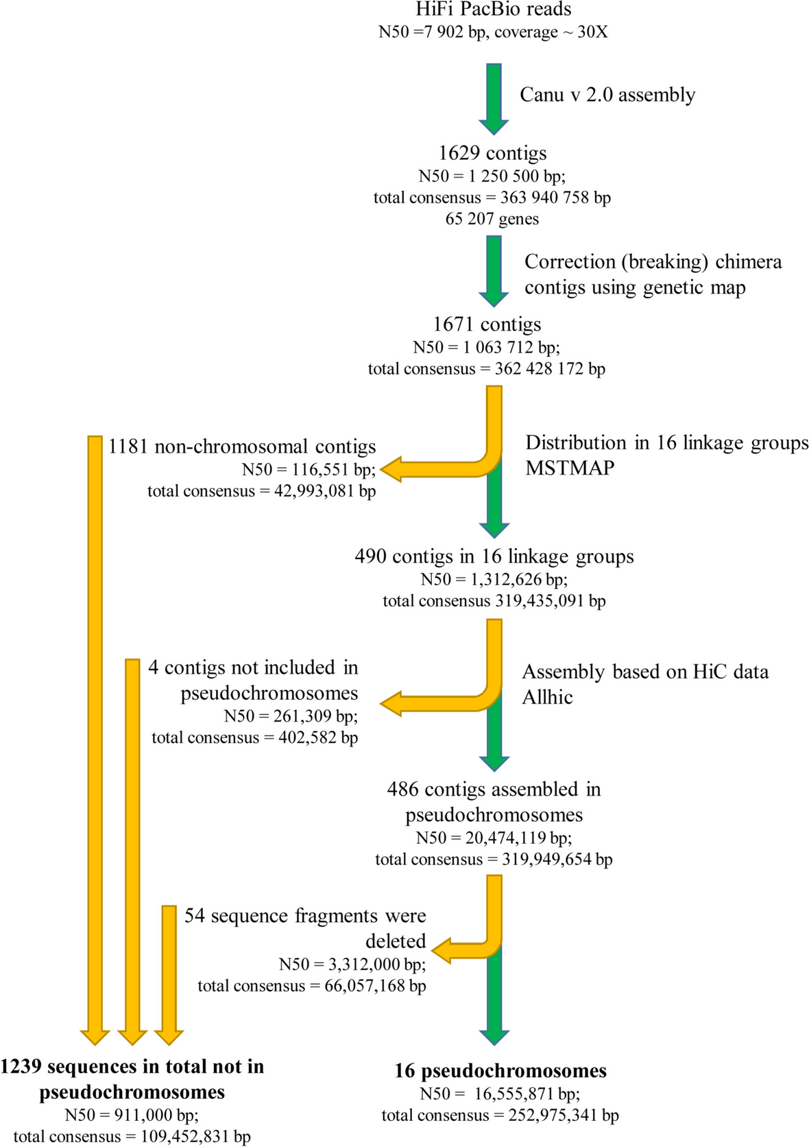 Origin and diversity of Capsella bursa-pastoris from the genomic point of view