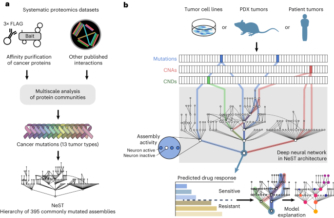 A deep learning model of tumor cell architecture elucidates response and resistance to CDK4/6 inhibitors