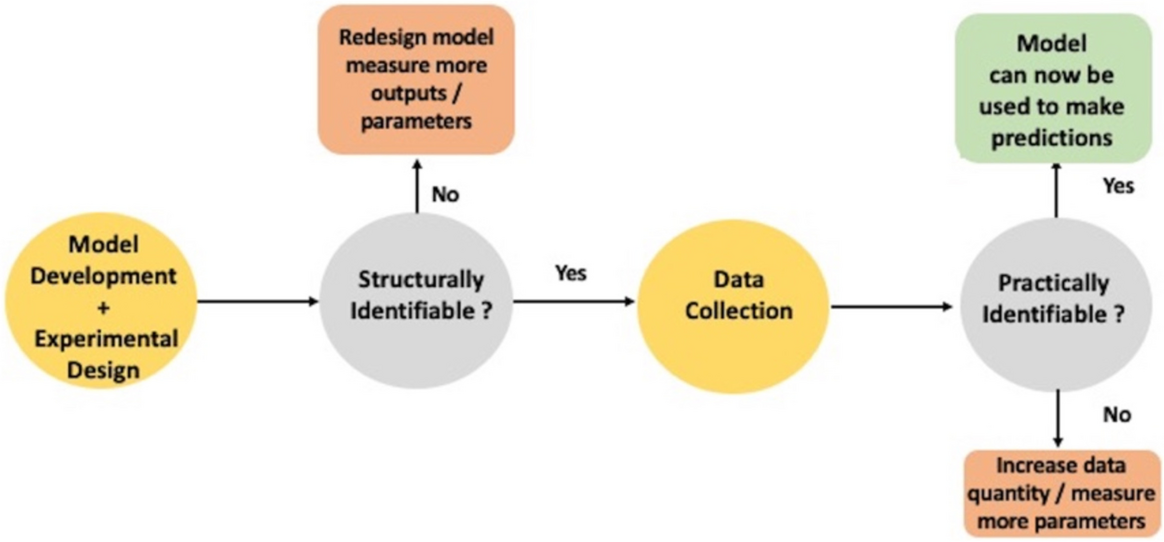 Structural and practical identifiability analysis in bioengineering: a beginner’s guide