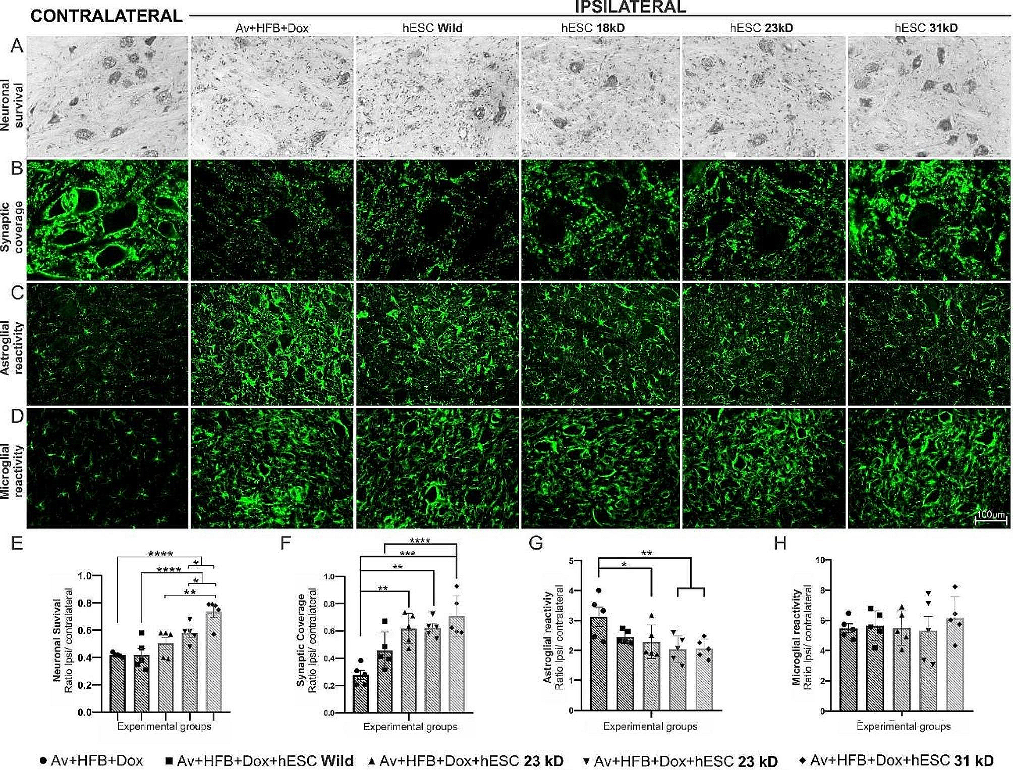 Embryonic stem cells overexpressing high molecular weight FGF2 isoform enhance recovery of pre-ganglionic spinal root lesion in combination with fibrin biopolymer mediated root repair