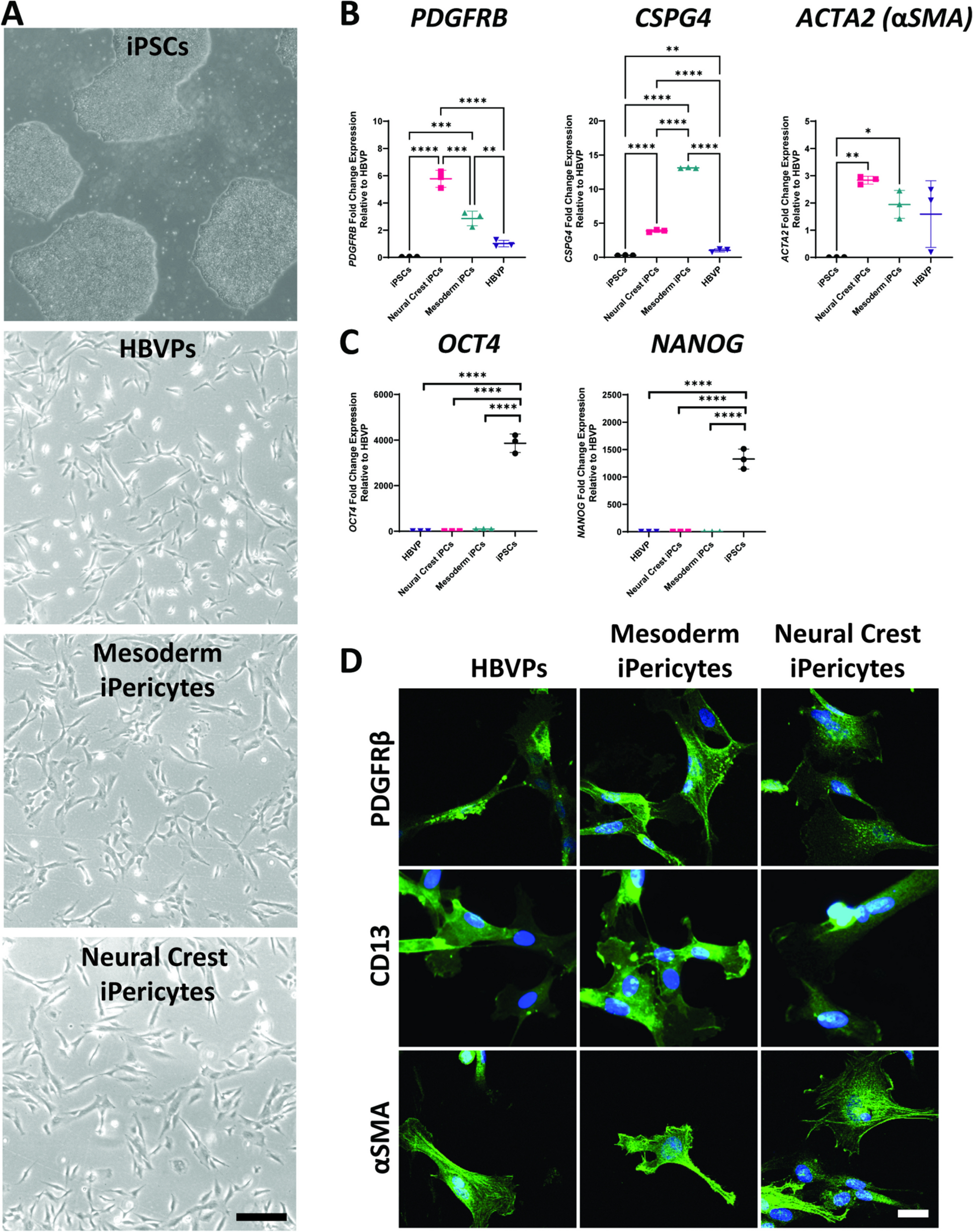 Induced pluripotent stem cell derived pericytes respond to mediators of proliferation and contractility