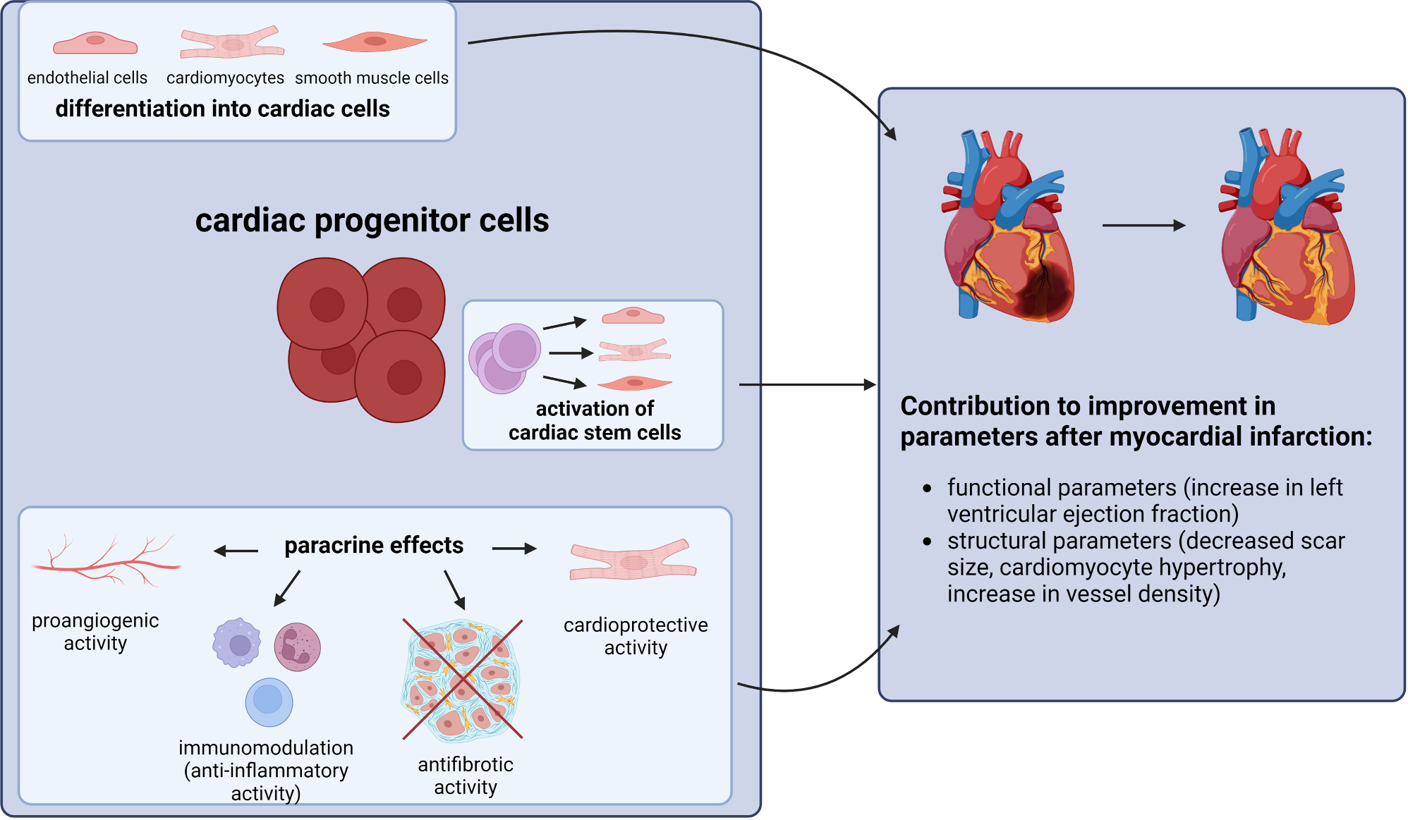 Cardiac progenitor cell therapy: mechanisms of action
