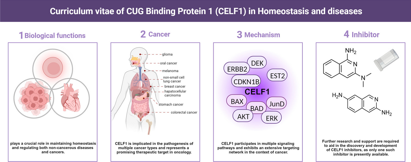 Curriculum vitae of CUG binding protein 1 (CELF1) in homeostasis and diseases: a systematic review