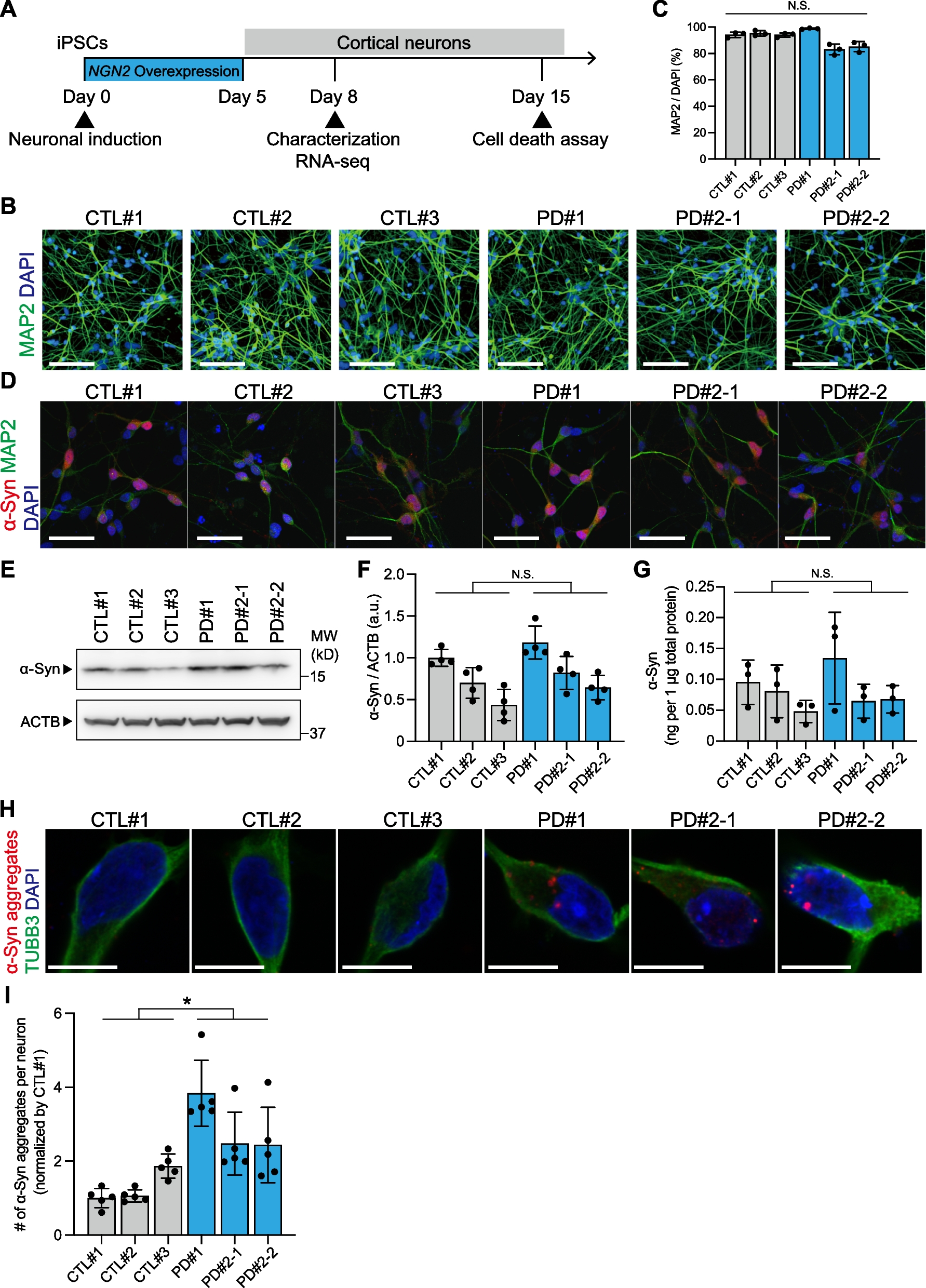 Mutant α-synuclein causes death of human cortical neurons via ERK1/2 and JNK activation