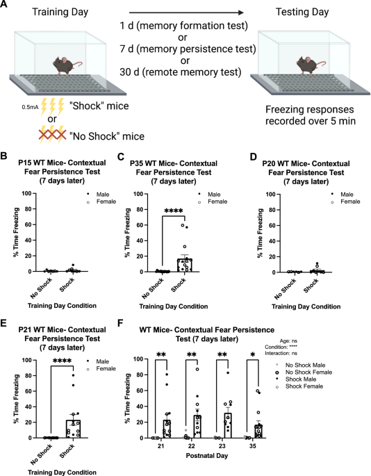 Developmental and molecular contributions to contextual fear memory emergence in mice