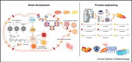 Metabolic engineering and fermentation of microorganisms for carotenoids production