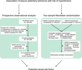 Association between leisure sedentary behaviors and hypertension risk: A prospective cohort study and two-sample Mendelian randomization analysis in Europeans